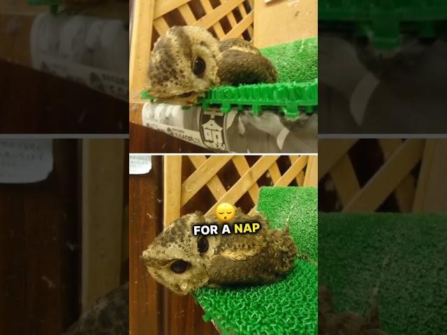 Wildlife Expert Shares Shocking Reason Behind This Owl's Rough Day #owls #babyowl