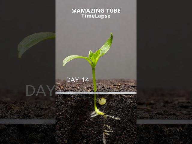 Growing Red Bell Pepper Plant - Time Lapse