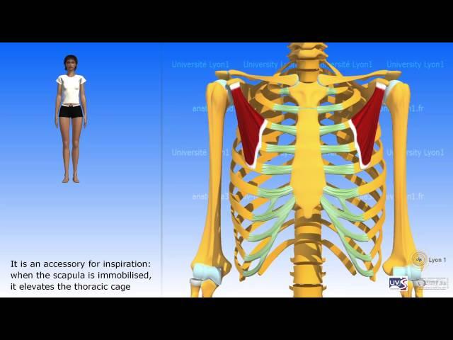 The pectoralis minor