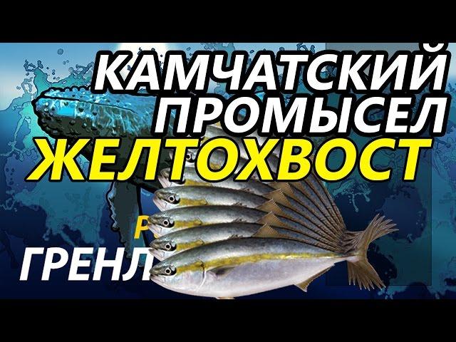 Камчатский промысел Желтохвост / РР3 [ Русская рыбалка 3.9 Гренландия]