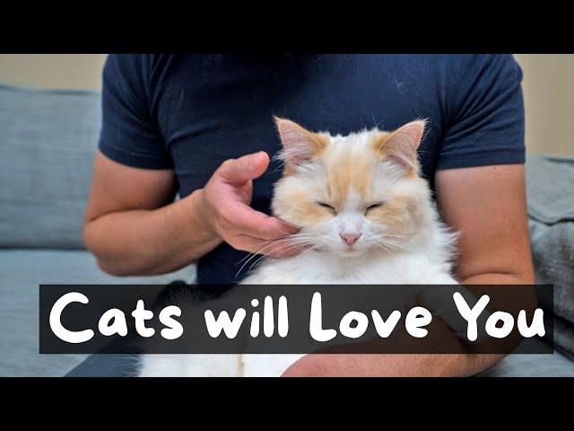 What is the Best Way to Pet a Cat (4 Step Tutorial) | The Cat Butler