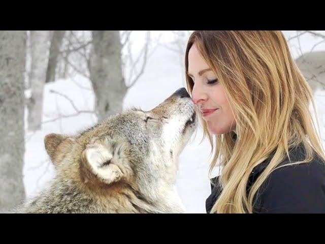 How to greet WILD & TAME WOLVES & not get BITTEN!