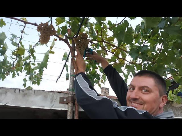 4 quick ways to form and grow a vine on a pergola and arbor to produce grapes in the second year.