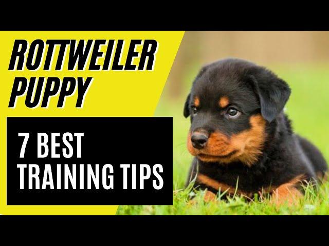 7 BEST Rottweiler Puppy Training Tips - How to train a Rottweiler