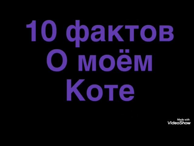 10 фактов о моём коте