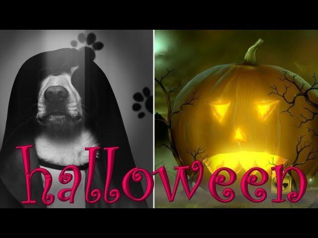 Шарик Шоу - как праздновать Halloween (выпуск 26)