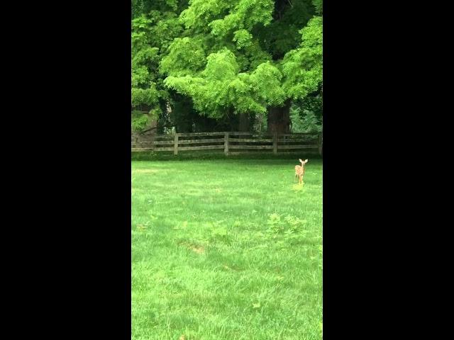 Deer friends and flowers in Bloom in Mom’s Garden