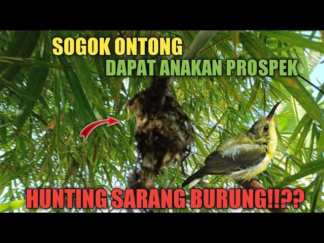 ngebolang mencari sarang burung SOGON || akhinya menemukan anakan nya!!??