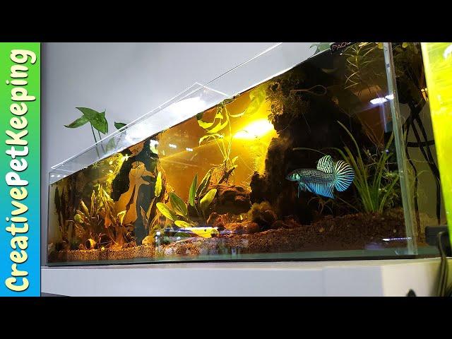 12 gallon long WILD BETTA TANK | Bookshelf Aquarium