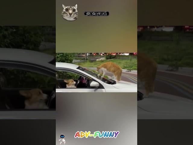 cat VS dog #10