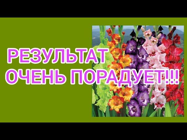 ГЛАДИОЛУСЫ будут высокими и ровными!!! если посадить так!!!