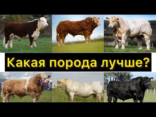 Опрос какая порода быков лучше?  What meat breed of bulls is better?