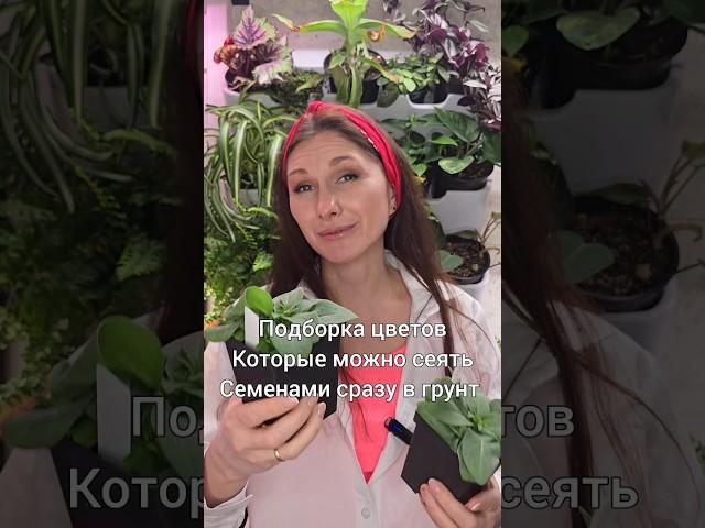 Цветы, которые можно сеять семенами сразу в грунт #дача #огород #цветынадаче #цветы #цветы