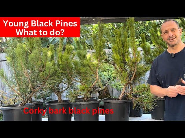 Young Black Pines "Corky Bark" Bonsai what you need to do when starting out