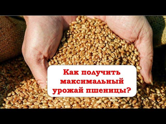 Управление урожайностью озимой пшеницы - как получить максимум?