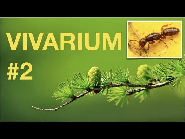 SALAMANDERS and PARASITIC Ants Vivarium update! Second episode.