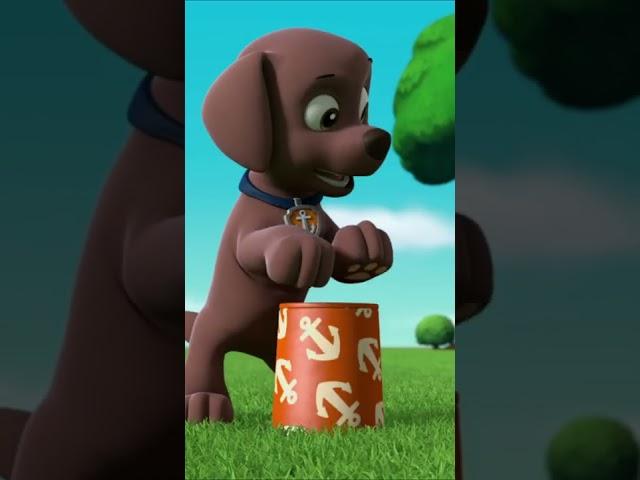 Zuma show off his skill on drumming - Paw patrol