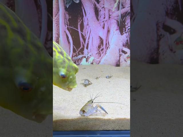 #globefish