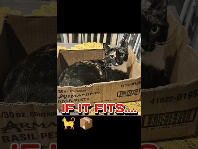 If it fits...I SITS! #cat #catvideos #catshorts