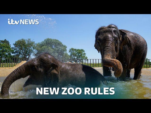 Animals to get more space as the Government unveils new Zoo and Aquarium rules | ITV News