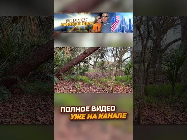 Встретили семейство косуль. Жизнь в США