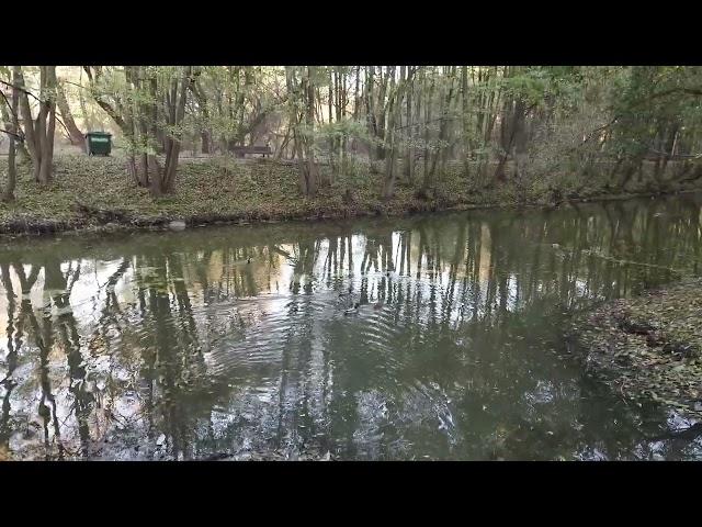 Минск, утки на реке. Парк Дрозды. Птицы на реке. Река Свислочь. Minsk walking tour The ducks.