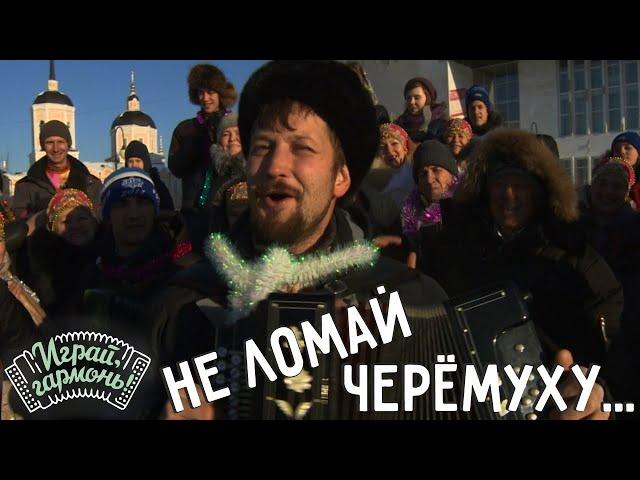 Играй, гармонь! | Антон Грибанов (г. Томск) | Не ломай черёмуху...