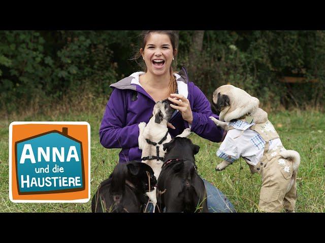 Mops | Information für Kinder | Anna und die Haustiere