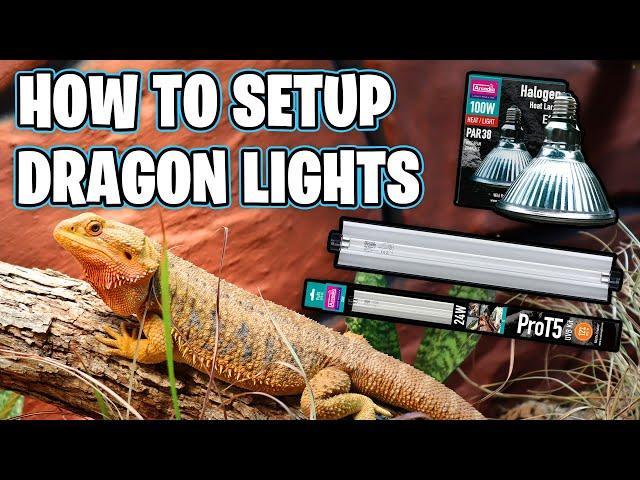 Bearded Dragon Lighting Setup