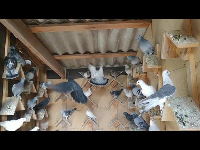 Голуби Турецкая Такла, игра-бой-лёт молодёжь! Pigeons Turkish Takla! +79034434858 whatsapp.