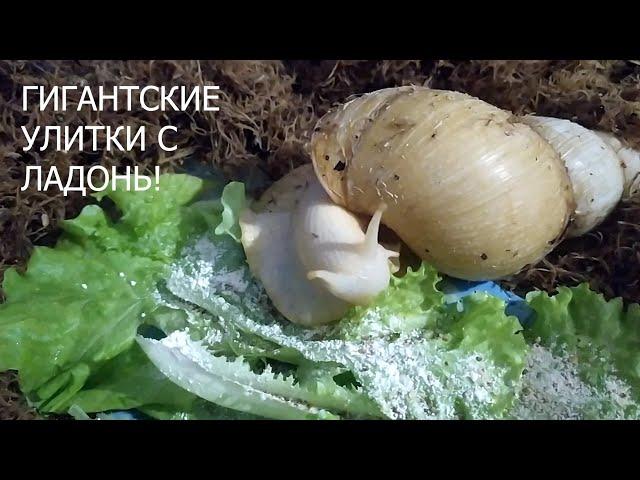 ГИГАНТСКИЕ УЛИТКИ АХАТИН