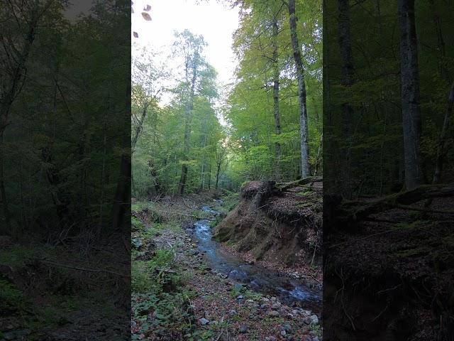 Yedigöller, Bolu, Turkey #travel #bolu  #turkey #holiday #walkingtour #nature #autumn #forest