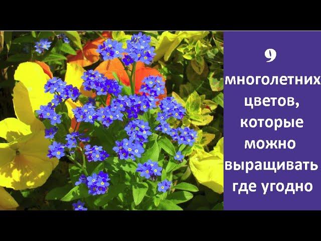  Начинающим садоводам: 9 многолетних цветов, которые можно выращивать где угодно