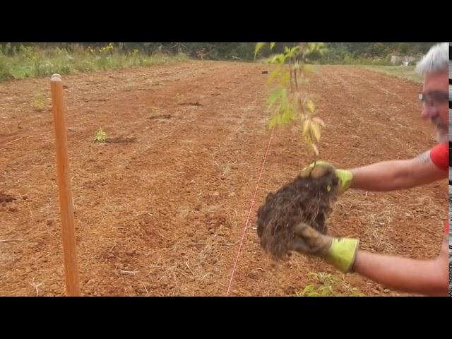 planting of vitex trees