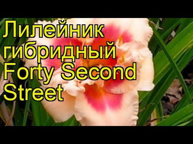 Лилейник гибридный Фоти Секонд Стрит. Краткий обзор, описание hemerocallis Forty Second Street