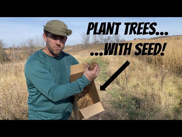 BETTER THAN SWITCHGRASS: How to build prime bedding habitat with tree and shrub seed!!!