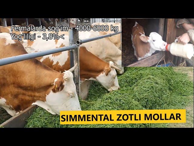 Qoramollarni SIMMENTAL zoti haqida to'liq ma'lumot!