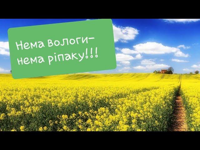 Ріпачок не зміг.