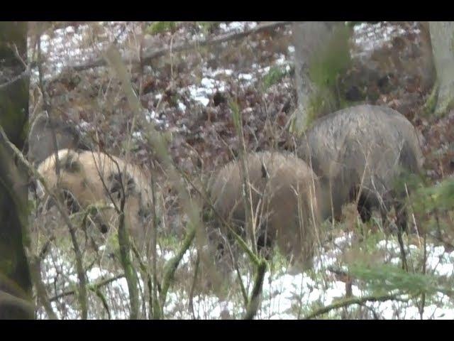 ОХОТА НА КАБАНА. Днем с подхода. Wild boar hunting.