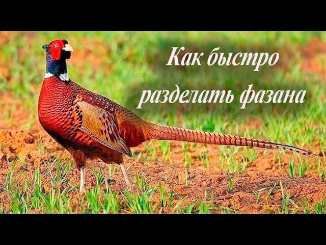 Как быстро разделать фазана на охоте.