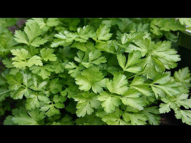 Sowing parsley outdoors in spring. When and how to plant parsley correctly