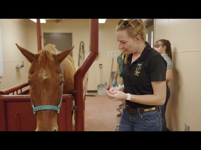 Colorado State University Equine Services