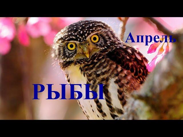 РЫБЫ.  АПРЕЛЬ  2023. ТАРО ПРОГНОЗ.  Татьяна Шаманова