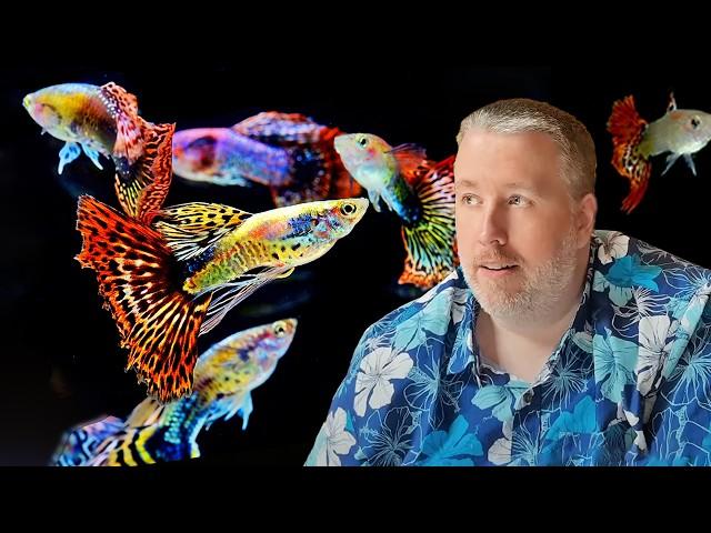 10 Secrets to Success with Fancy Guppies | Complete Guide