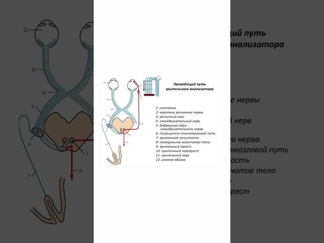 Почему зевота заразительна? #биология #егэ #егэ2023 #огэ #biology #shorts