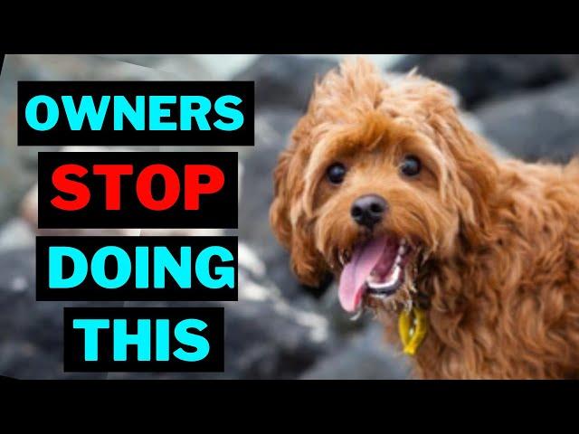 15 Things Cavapoo Dog Hate That Owners Do