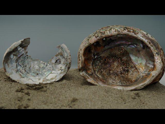 Beyond the Shell | ViewFinder