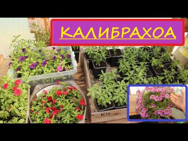 Черенкование Закончила! Выращивание Калибрахоа в стакане "7" и в 1,1л. Прищипка 2 раз.