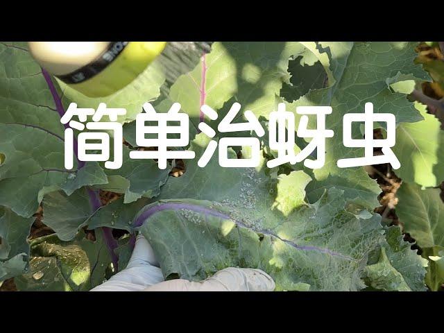 【有机防虫除虫】从最简单的方法开始治蚜虫