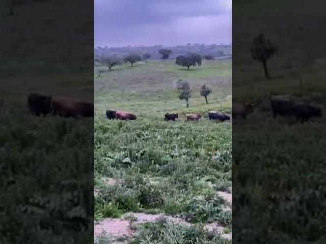 Tauros herd roaming free in Portugal #wildlife #nature #tauros